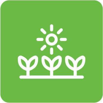 Agriculture flowers and sun